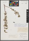 Foto von Salix alba L.